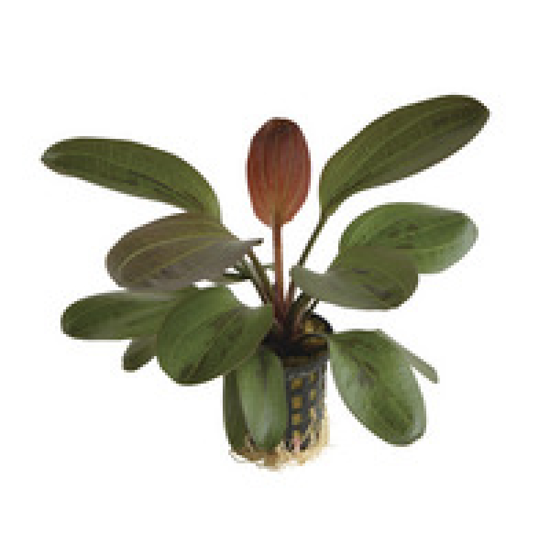 6x Echinodorus Hadi Red Pearl